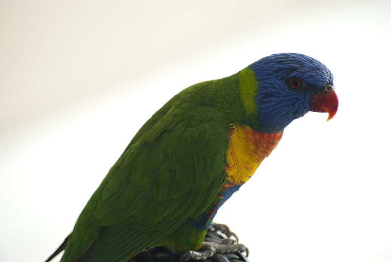 Colourful rainbow lorikeet, a small Australian parrot with a tongue adapted into a brush for nectar feeding, in profile