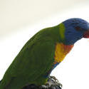 6352   Rainbow lorikeet in profile