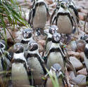 6353   Flock of Humbolt penguins