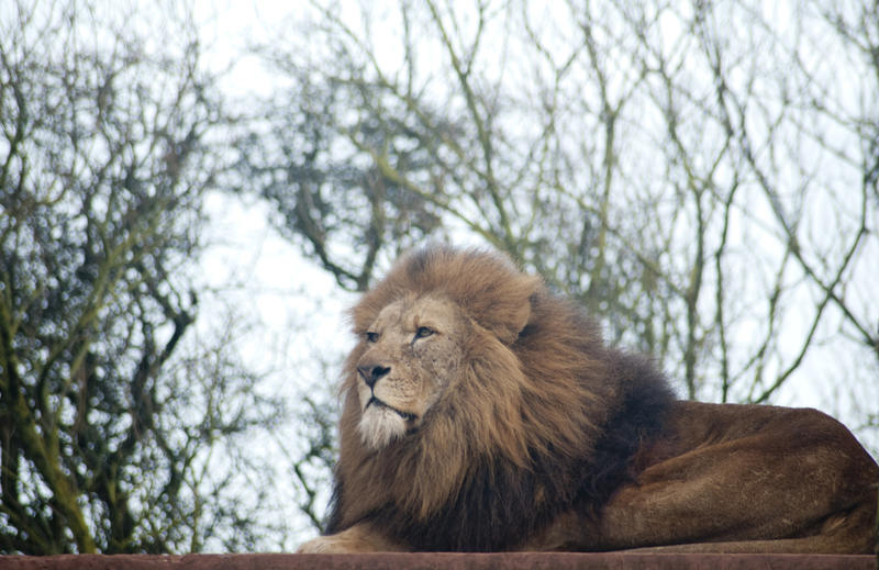 Low angle view of a proud male lion, panthera leo, lying on a platform in captivity
