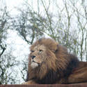 6385   Proud male lion