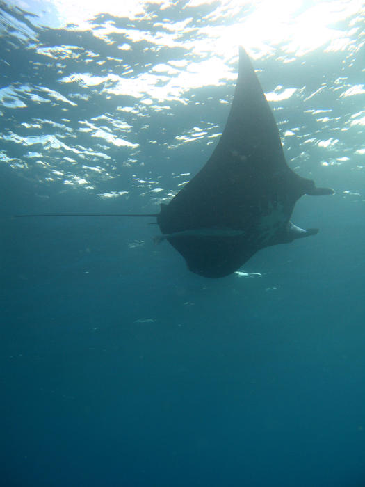 Manta ray feeding on plankton floating overhead underwater lit by the flare of the sun on the ocean surface