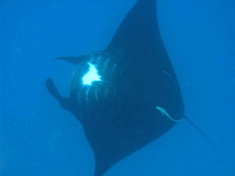 Underwater view of a large manta ray filter feeding sieving plankton and small marine invertebrates as it swims on by