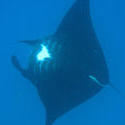 6305   Manta ray filter feeding