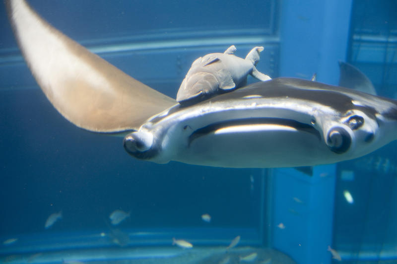 Manta ray swimming towards the camera with a remora attached on top busy feeding and cleaning the ray of algae and dead cells