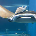 7425   Manta ray with a remora