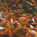 6409   Pond teeming with koi carp