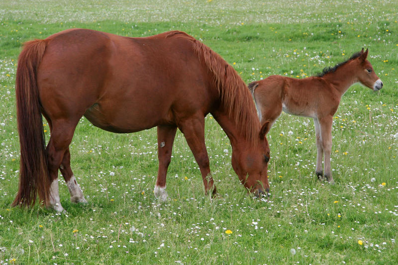 <p> Mare and vole in field, Gaasterland (The Netherlands) 2009</p>