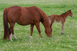 5936   mare and vole in field gaasterland 2009