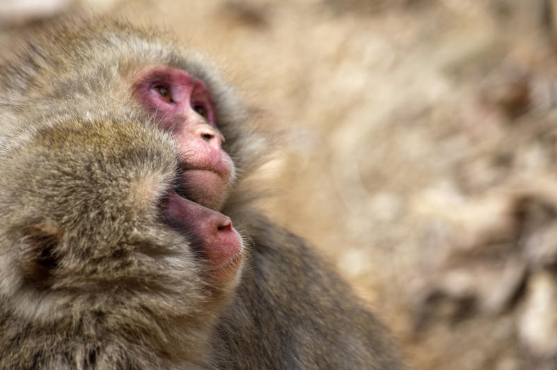 macro image of a pair of snow monkeys