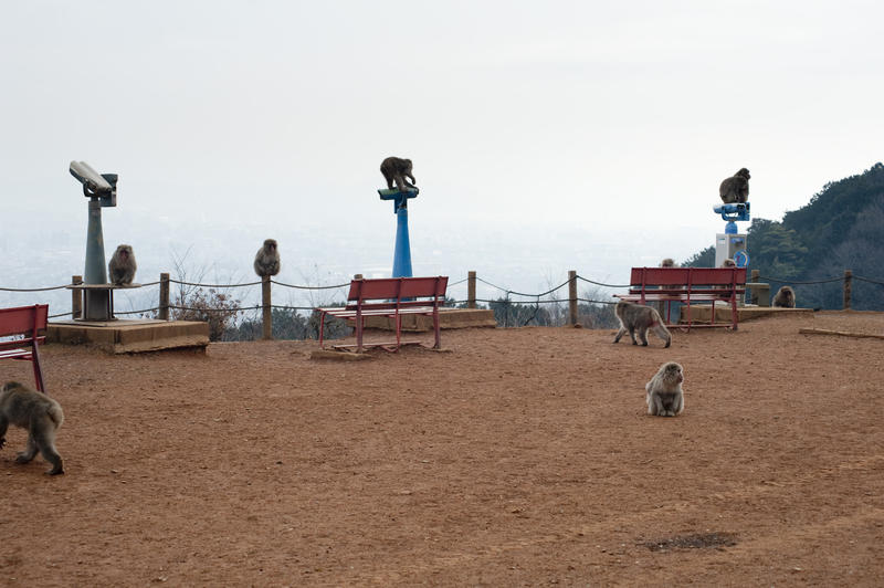 monkeys roaming free at the arashiyama monkey park, kyoto, japan