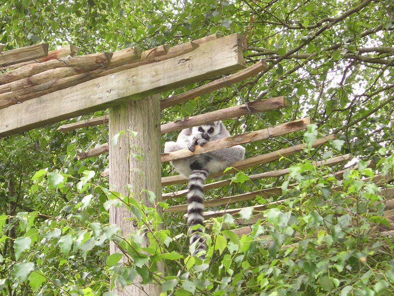 <p>Nosey Lemur</p>