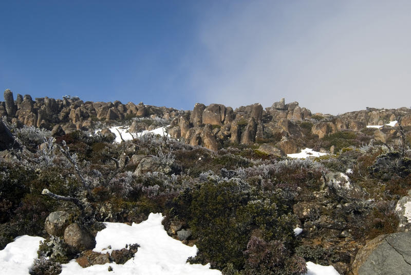 snow and frost covered plants on mount wellington, hobart, tasmania