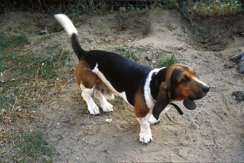 <p> Multi-coloured beagle, USA 1979 (originally slide)</p>