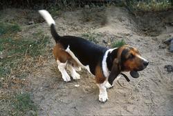 5929   multicoloured beagle usa 1979