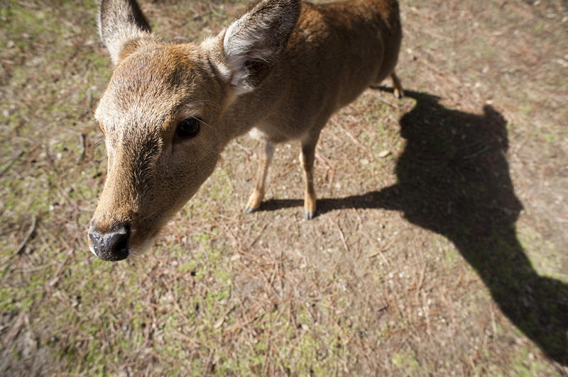 feeding "shika sembei" (deer biscuits) to a nara deer