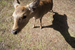 5963   nara deer