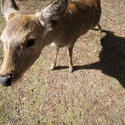 5963   nara deer