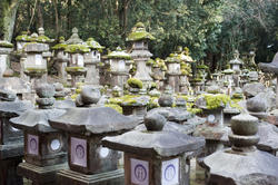 6082   Kasuga Taisha Lanterns