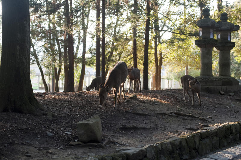 Deer roaming the woodlands of Nara, Japan