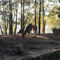 6083   Wild Nara Deer