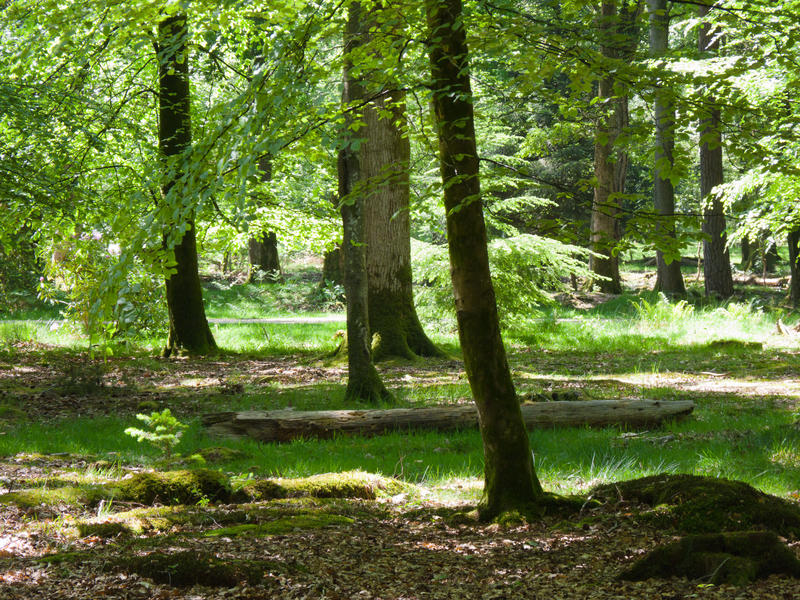 <p>Dappled Sunlight in the New Forest, England</p>A shady glade amongst trees of the New Forest in Southern England.