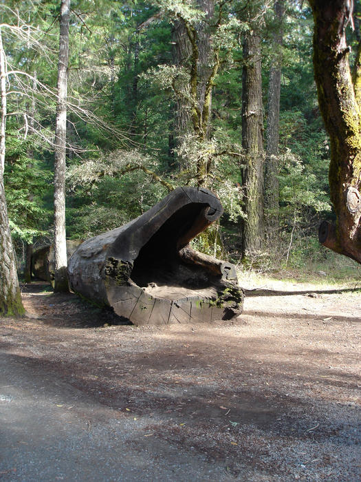 a hollow fallen tree trunk in the woods