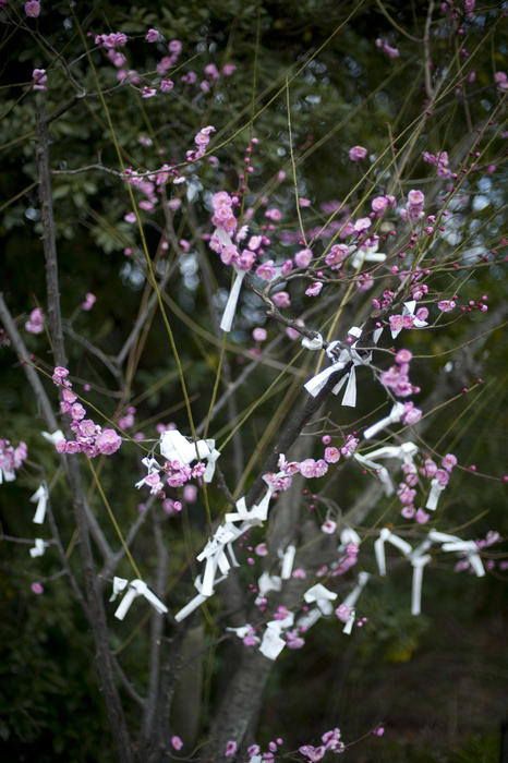 Omikuji, strips of paper tied to trees at an osaka shrine - each paper contains a fortune.