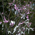 6086   Omikuji blossom tree