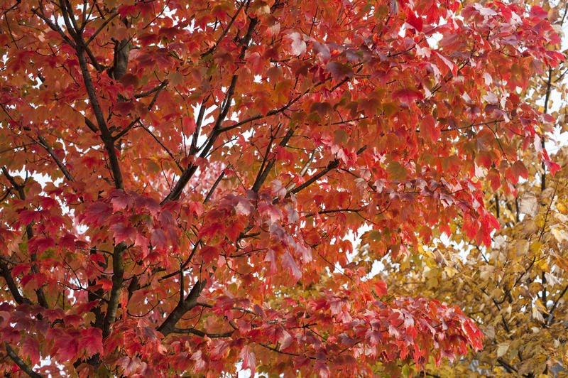 Abstract background of bright colorful red autumn or fall foliage on tree branches