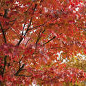 5170   Colourful Red Autumn Foliage