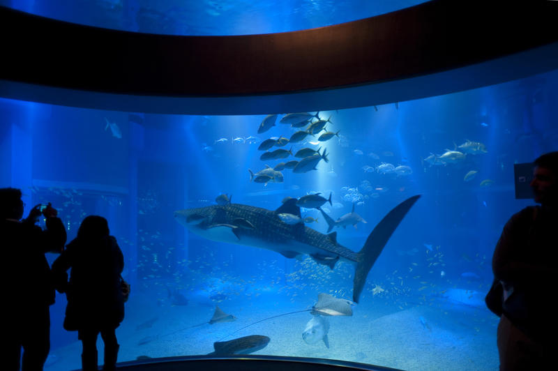 Silhouetted people observing a whale shark surrounded by small rays and fish in an aquarium
