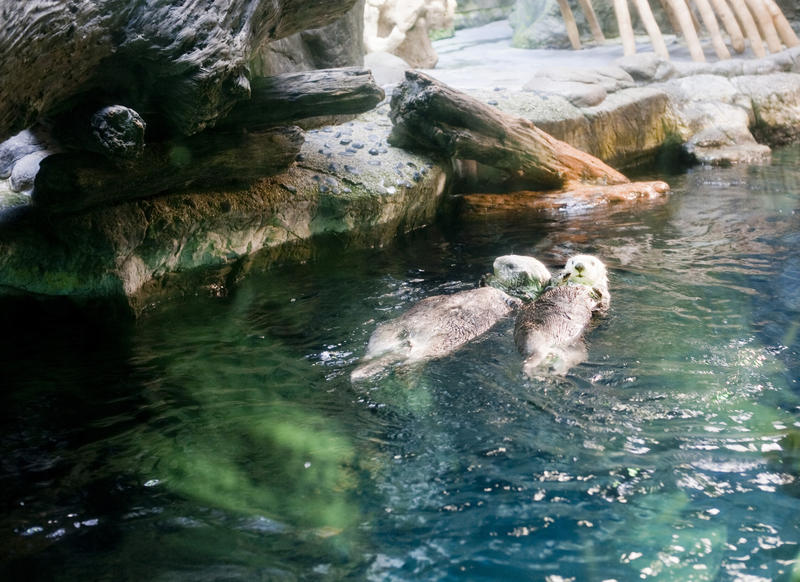 Two otters at an exhibit in an aquarium relaxing floating on their backs in a pool