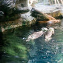 7388   Two otters at an aquarium