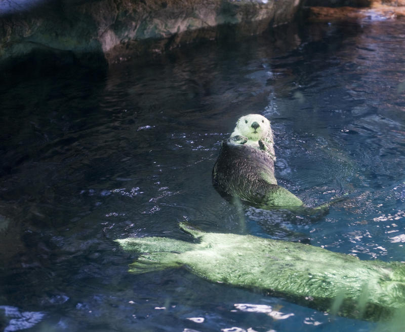 Otters in captivity swimming in a pool with one relaxing on its back floating in the water with its paws on its chest