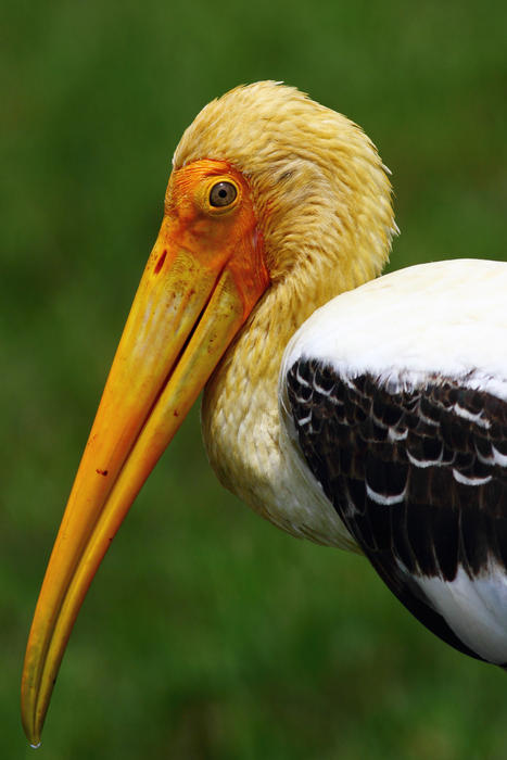 painted stork profile taken in Bundala Srilanka