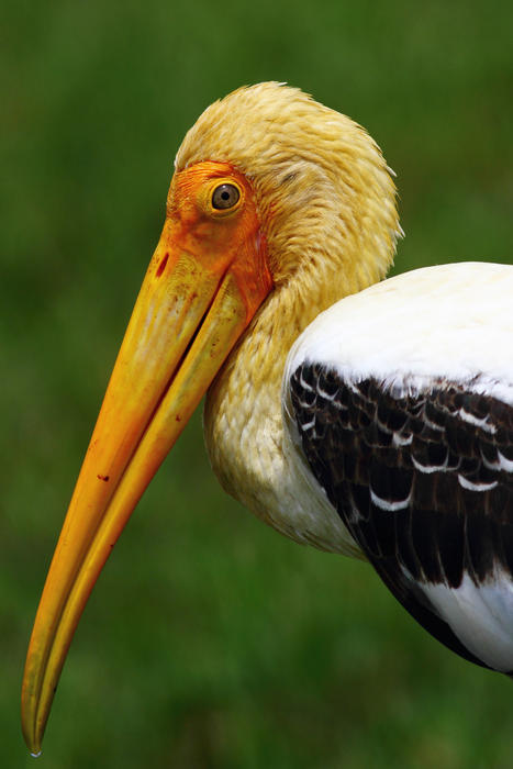 painted stork profile taken in Bundala Srilanka