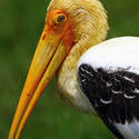 5620   Painted Stork