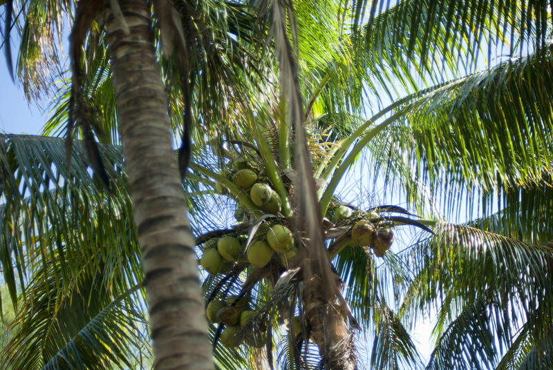 View of a bunch of green coconuts growing in a palm tree in Fiji, symbolic of travel and a summer vacation