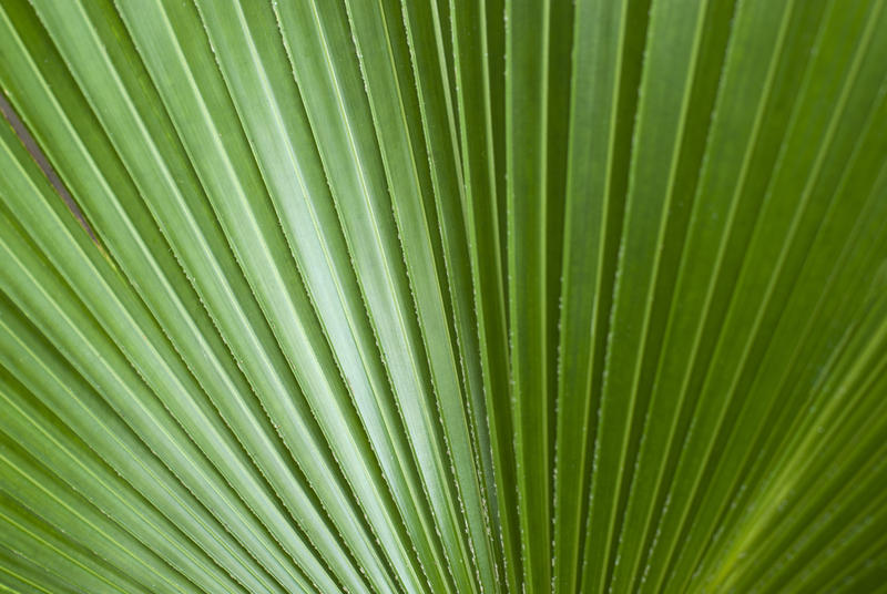 Abstract background of the fan shaped structure of a fresh green palm frond or leaf