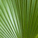 6309   Abstract background palm frond