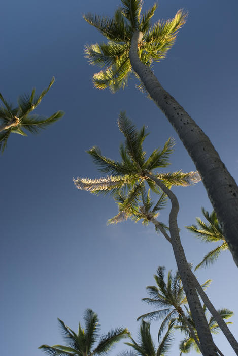 looking up at tall palm trees, Honolulu, Hawaii