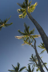5483   palm trees low angle