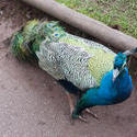 6354   Colourful plumage of male peacock