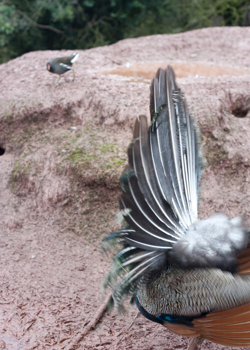Back view of the raised fanned tail feathers of a peacocks display with copyspace