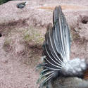 6355   Back view of peacocks display