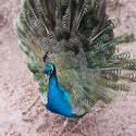 6249   Peacock with its tail open in a display