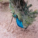 6356   Peacock giving a courtship display