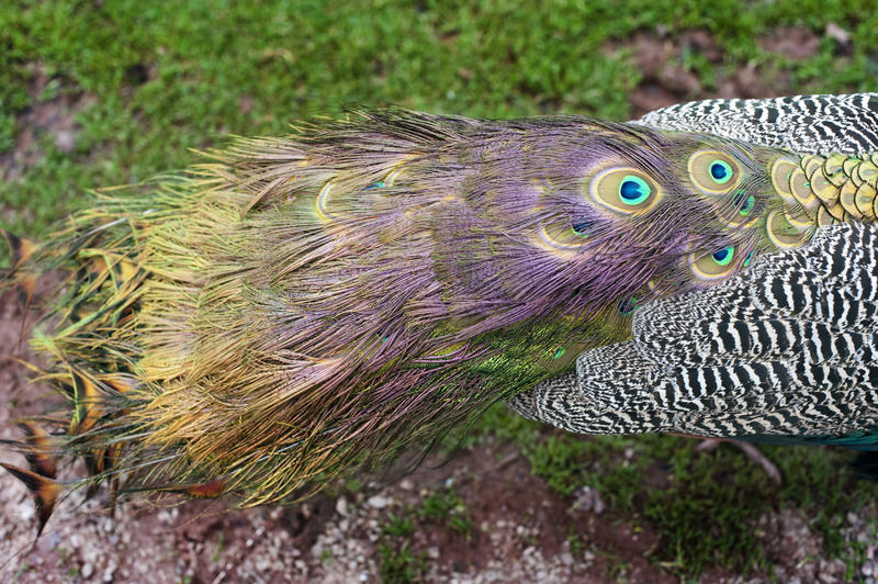 Closeup overhead detail of the ornamental colourful tail feathers and plumage of a peacock