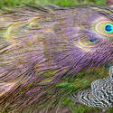 6358   Colourful coverts or tail of a peacock